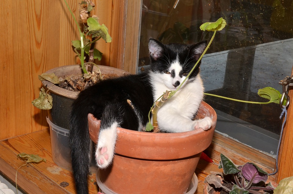 cat, flower pot, animals
