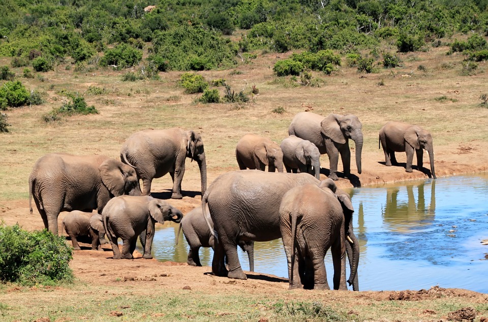 elephant, african bush elephant, wilderness