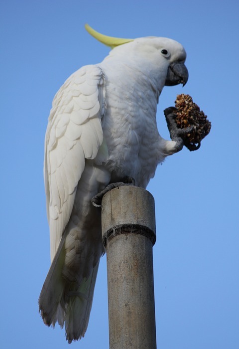 cockatoo, bird, nature