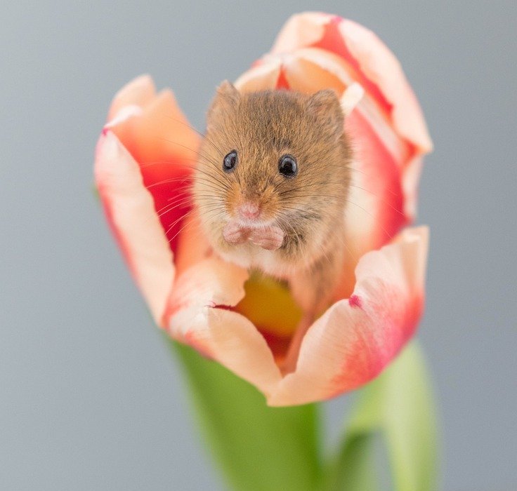 harvest mouse, tulip, flower