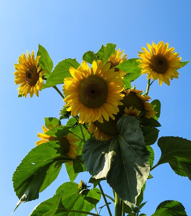 sunflower, summer, yellow