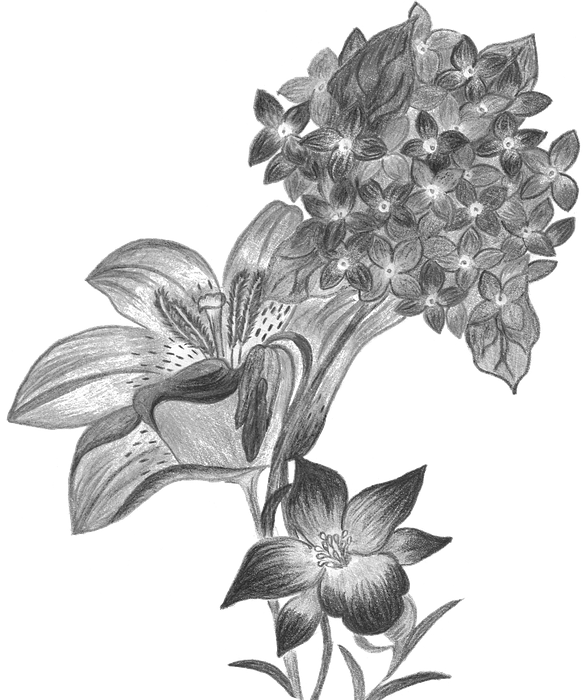 hydrangea, flowers, hand-drawn