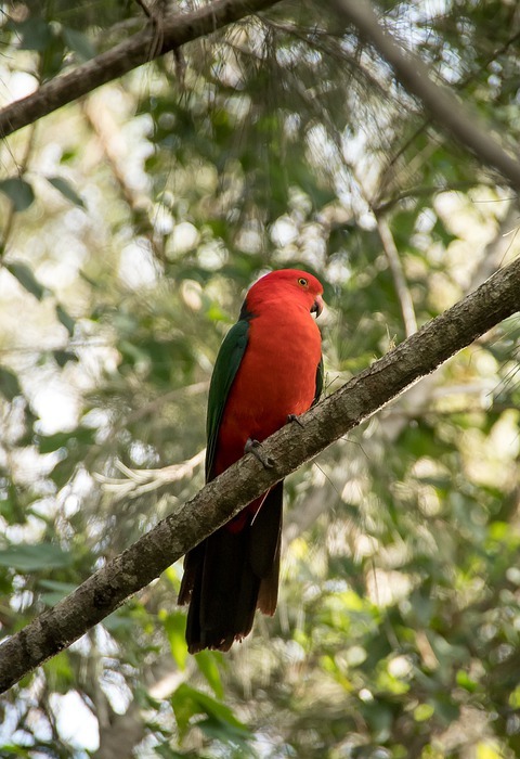 king parrot, australian king parrot, bird