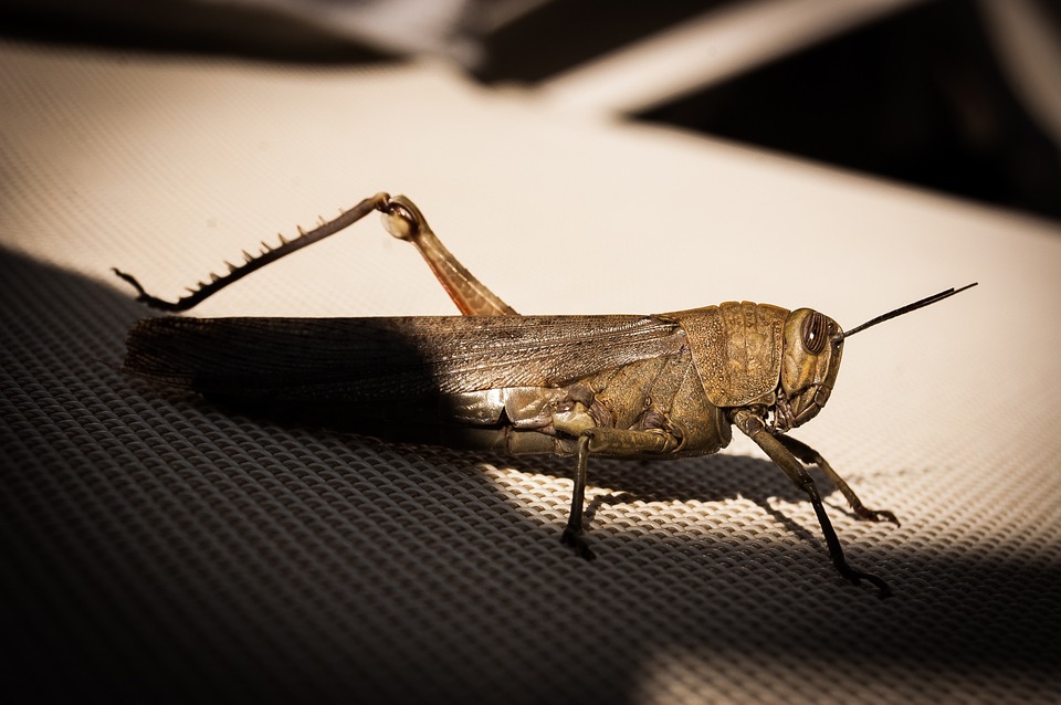 grasshopper, cricket, insect