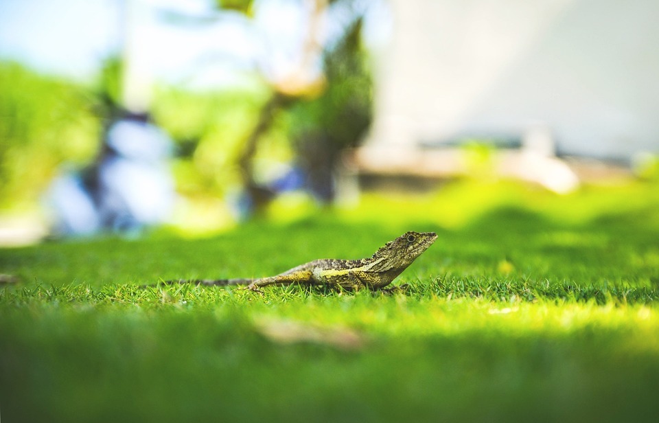 lizard, grass, green