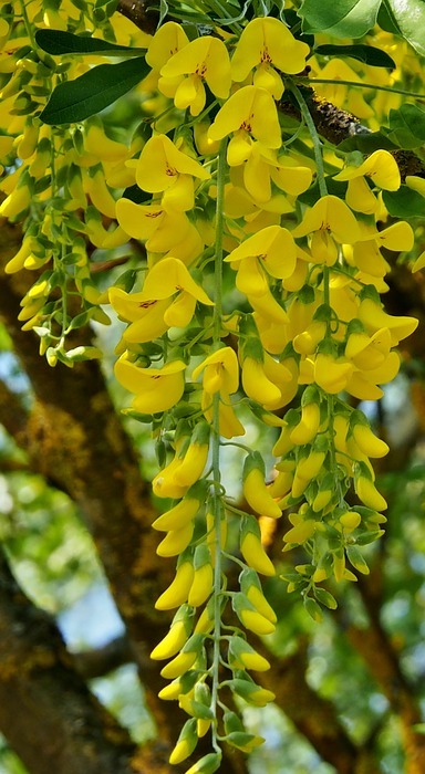 yellow, laburnum, spring