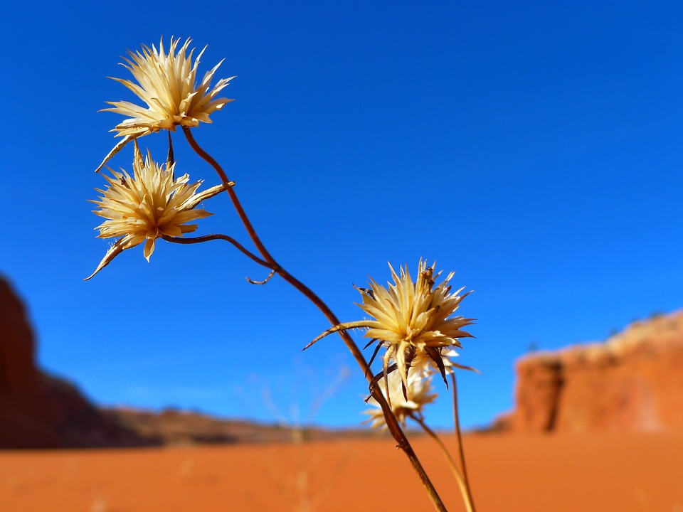 desert, flower, landscape
