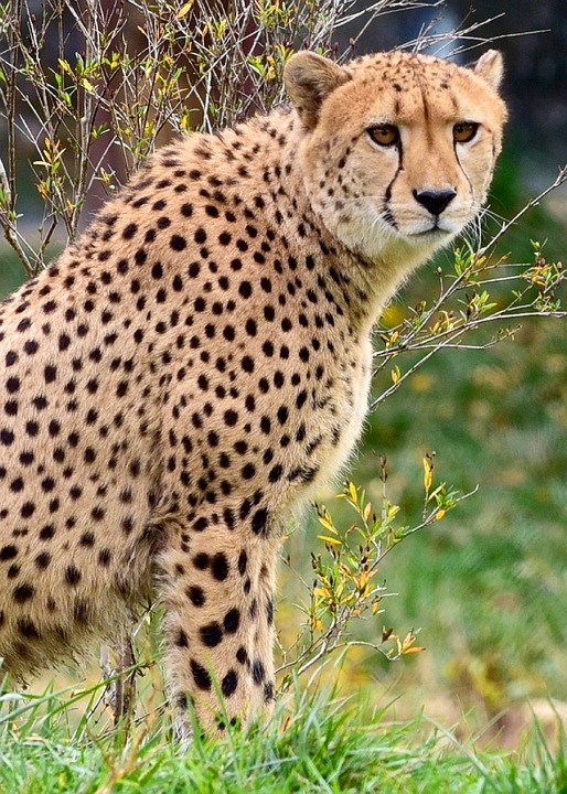 cheetah, sitting, big cat
