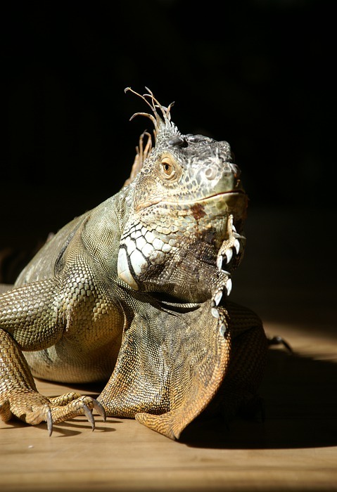 reptile, iguana, nature