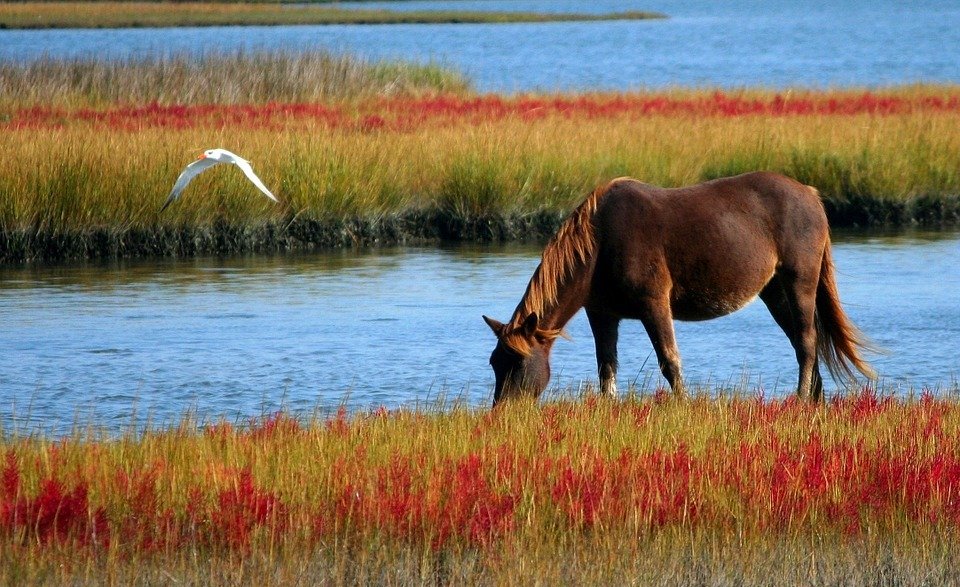 horse, wild horse, marsh pony