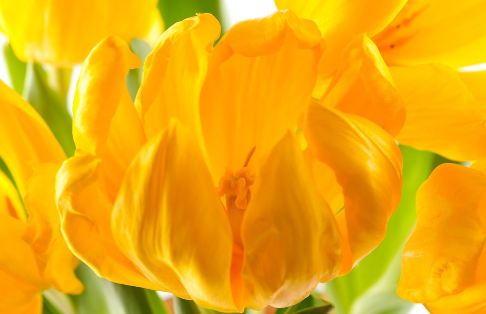 happy mothers day, hd wallpaper, tulips