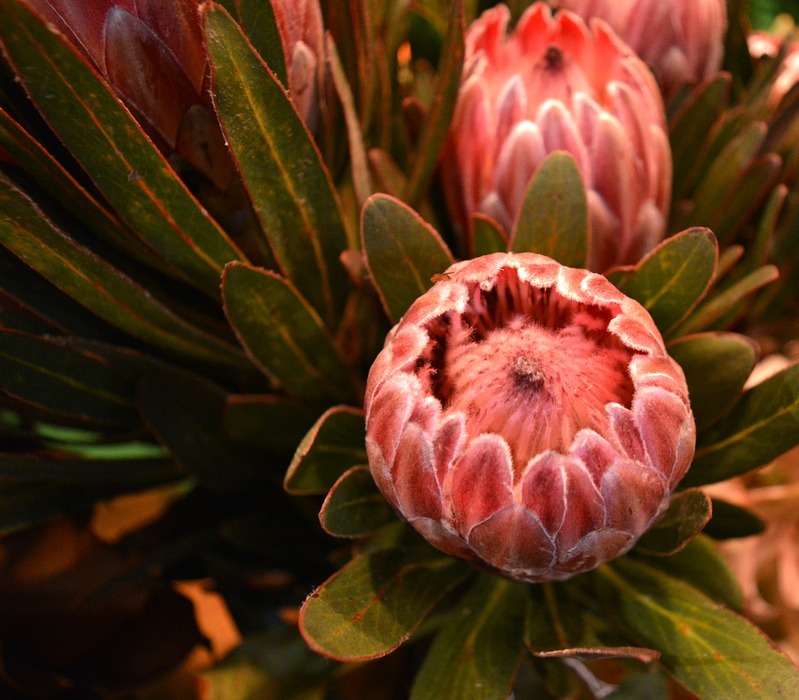 proteas, flowers, exotic
