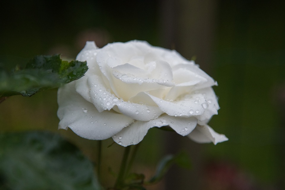 Natural White Rose Flowers Photos Best Flower Site