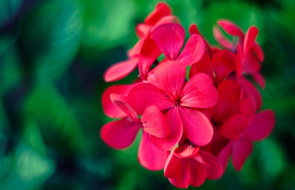 geraniums, flower, pink