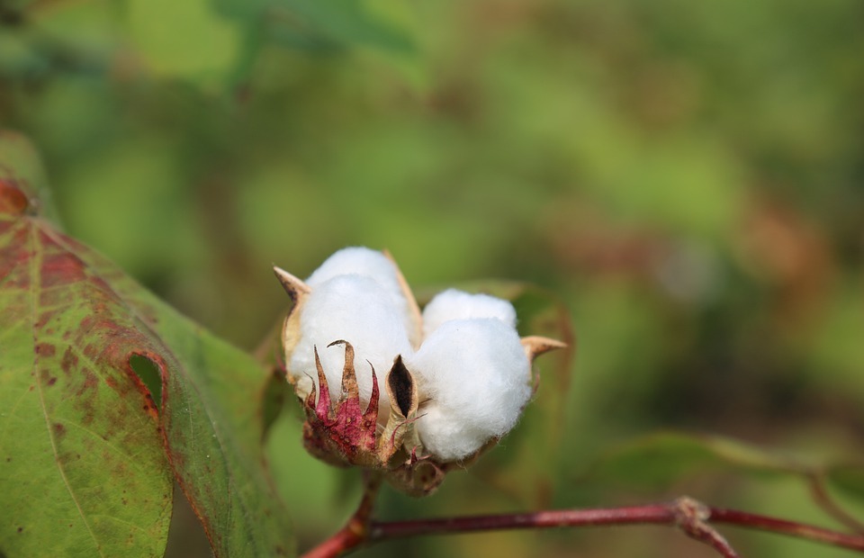 cotton flower, agriculture, farming