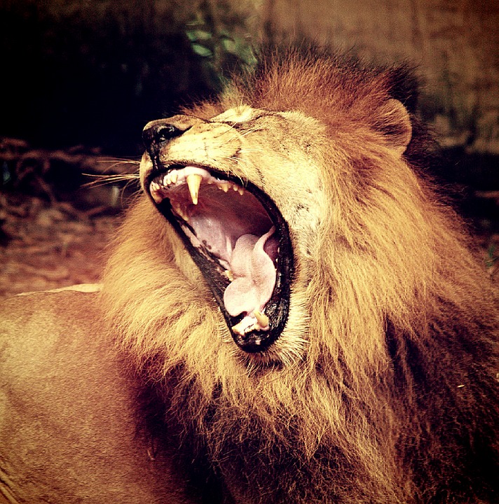 lion, pride, male