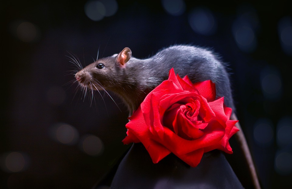 flower, rose, mouse