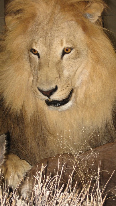 lion, male, safari
