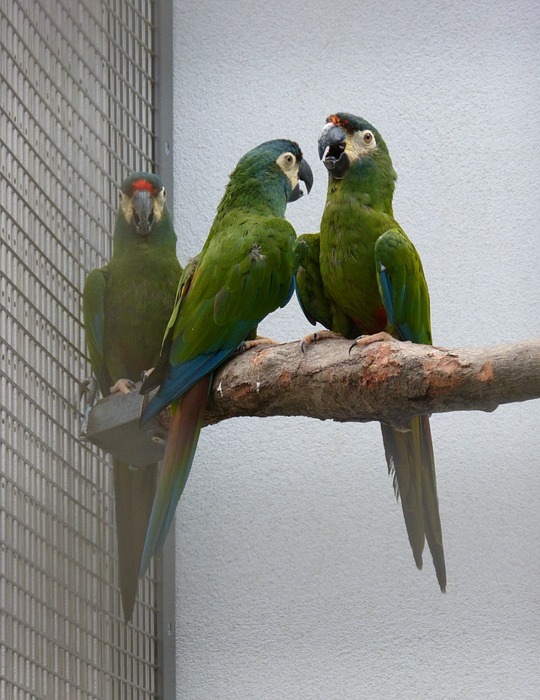 parrot, ara zoo, bird