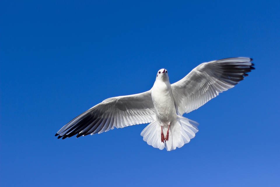 seagull, flying, bird