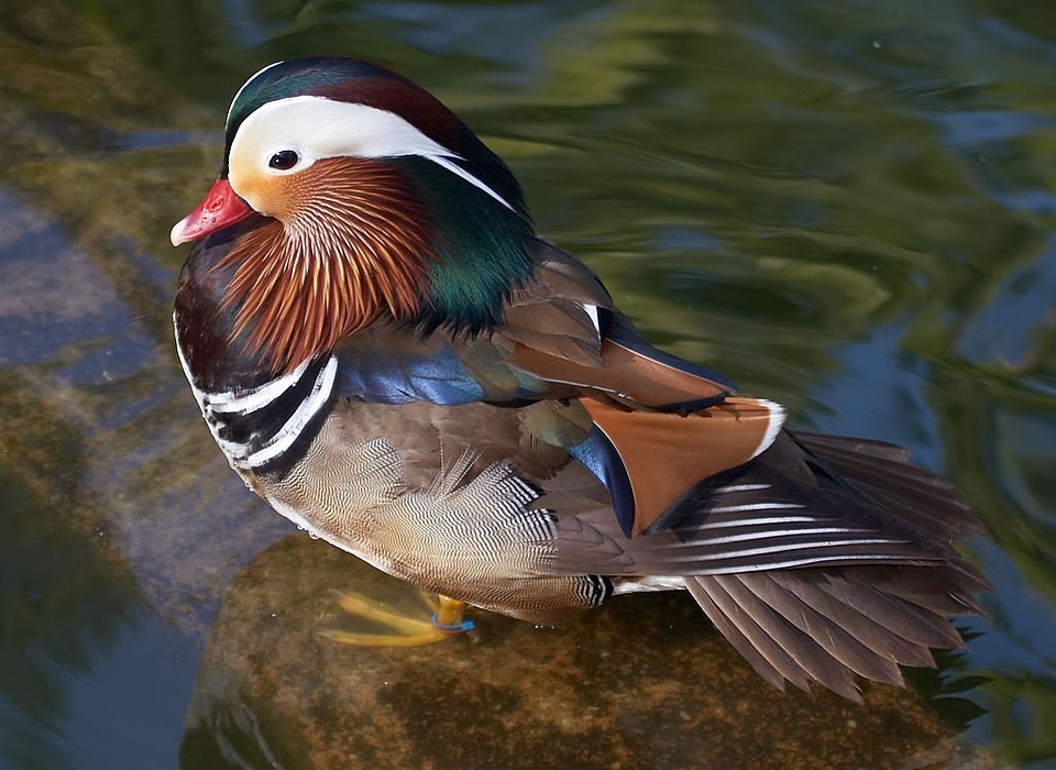 duck, water bird, colorful