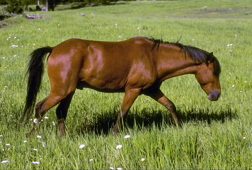 horse, domestic animal, farm