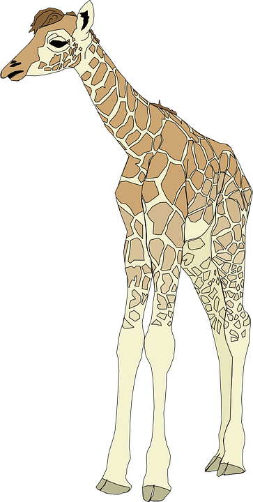 giraffe, tall, animal