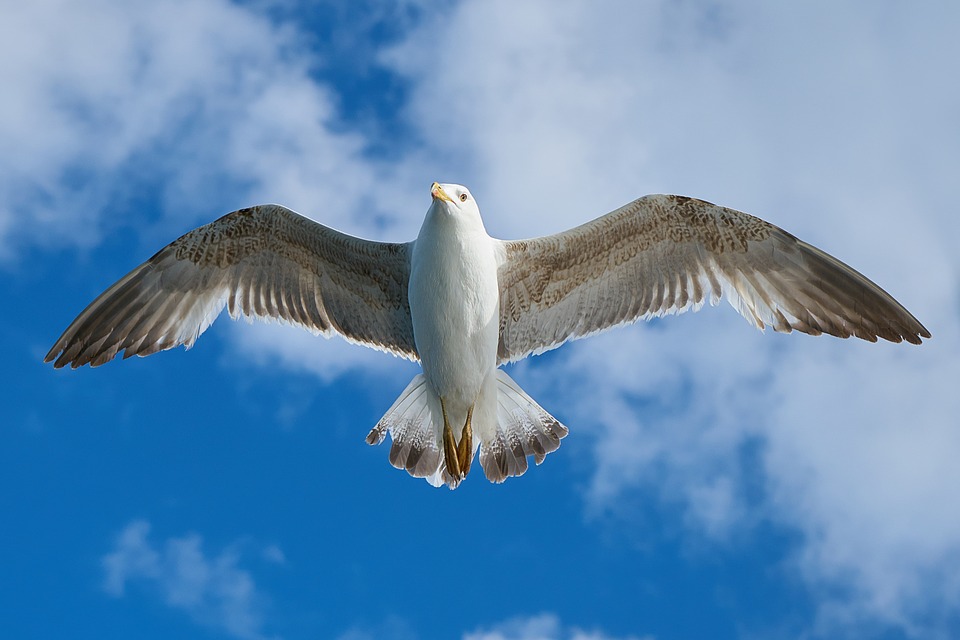 seagull, bird, fly