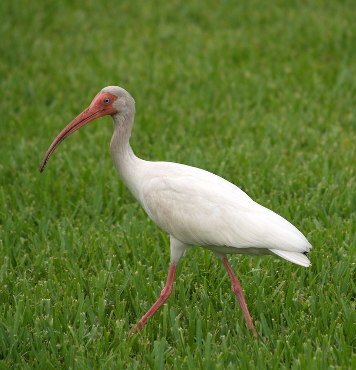 ibis, tropical, wading
