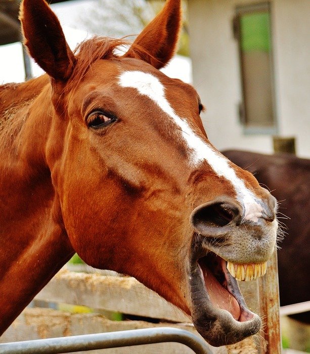 horse, funny, laugh