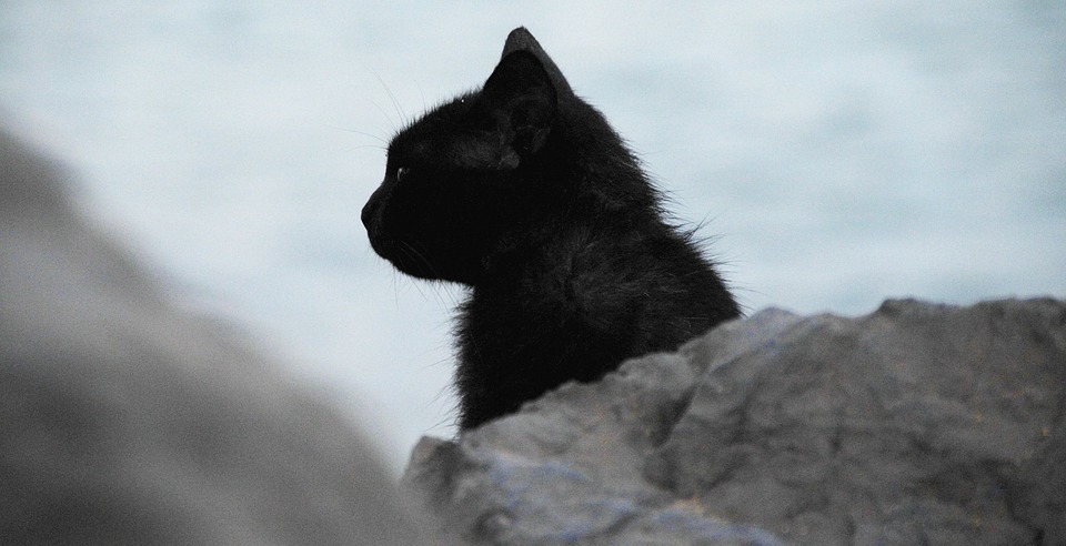 cat, black, profile