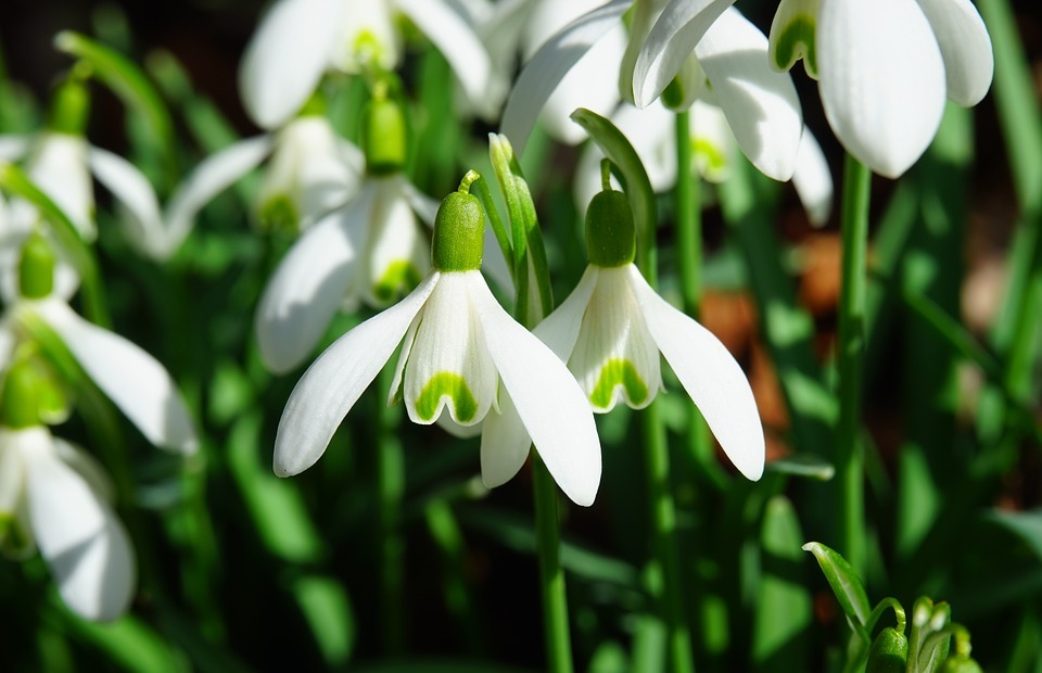snowdrops, flowers, white flowers