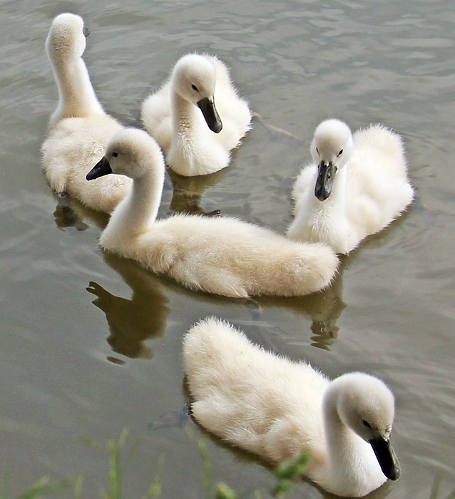 swans, baby swans, water