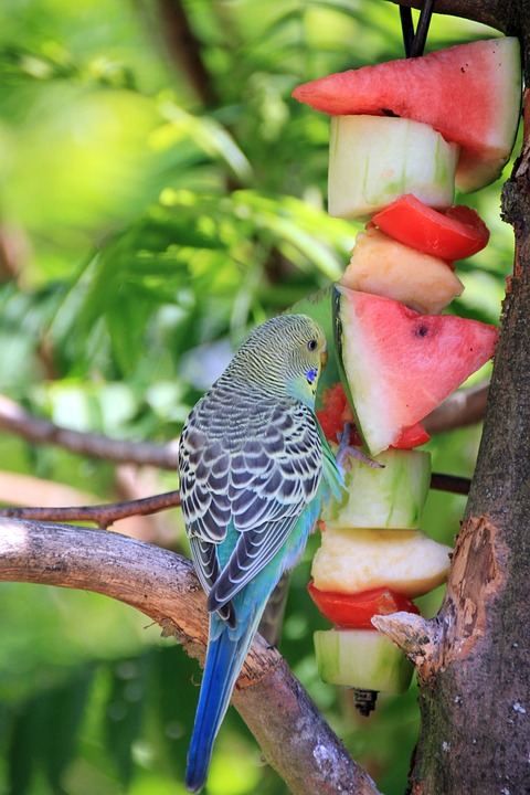 animal, bird, fruit