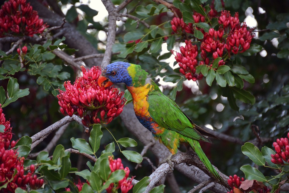 rainbow lorikeet, colorful, bird