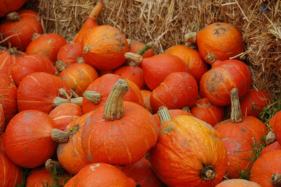 pumpkin, thanksgiving, orange