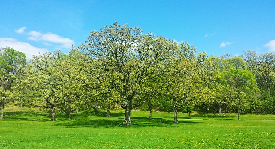tree, spring, nature