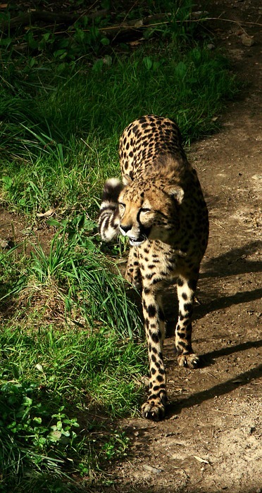 cheetah, walking, big cat