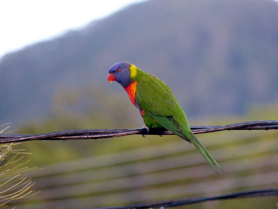 rainbow lorikeet, parrot, bird