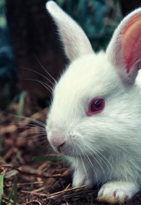 rabbit, closeup, nature