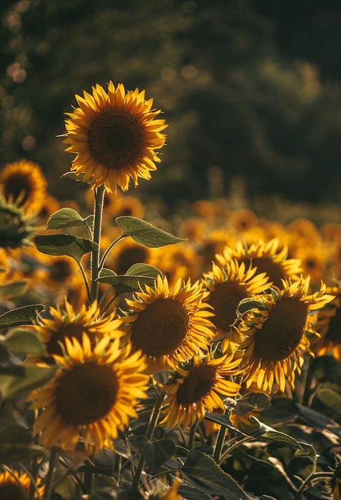 sunflower, flowers, field
