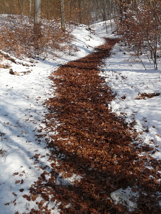 migratory path, trail, winter