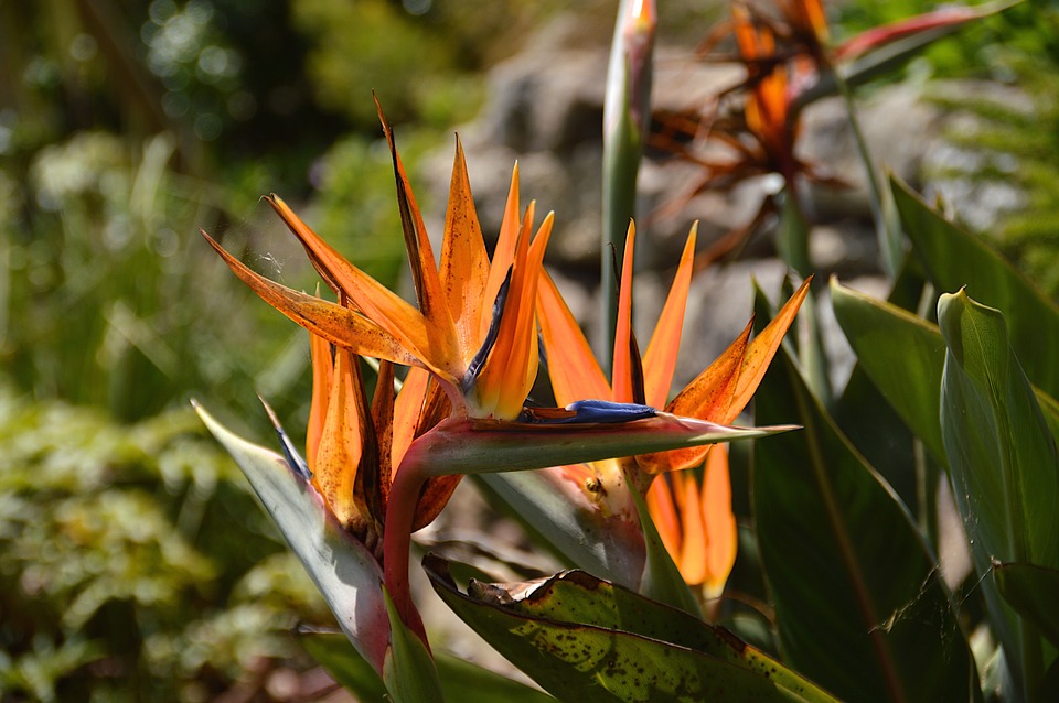 exotic flower, orange, st michaels mount