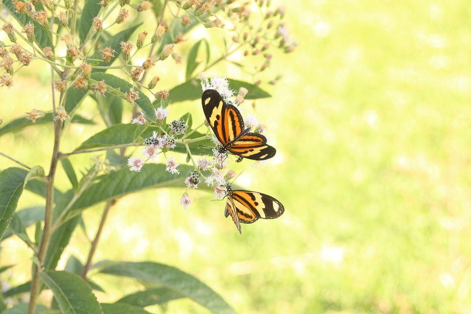 butterflies, animal life, health