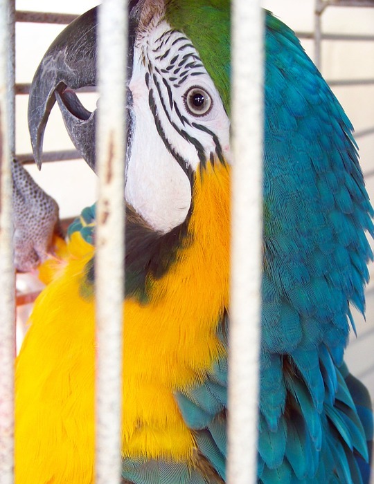 parrot, bird, animal