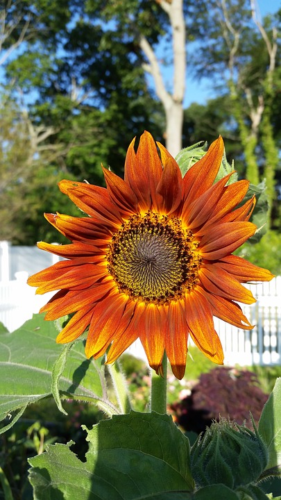 sunflower, orange, flower