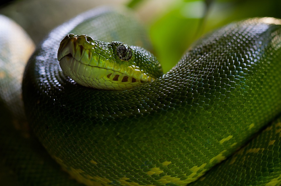 green tree python, snake, python