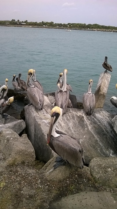 pelicans, bird, ocean