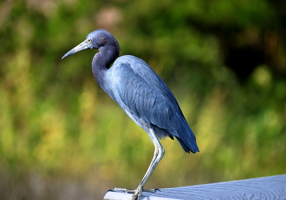 blue egret, bird, heron