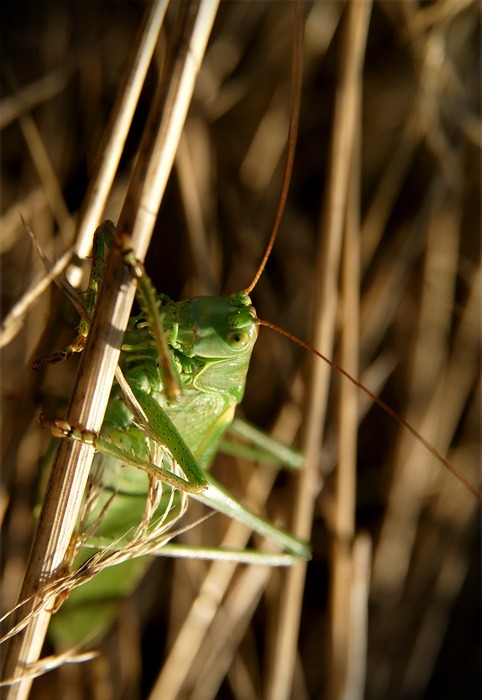 great green bush-cricket, grasshopper green, cricket